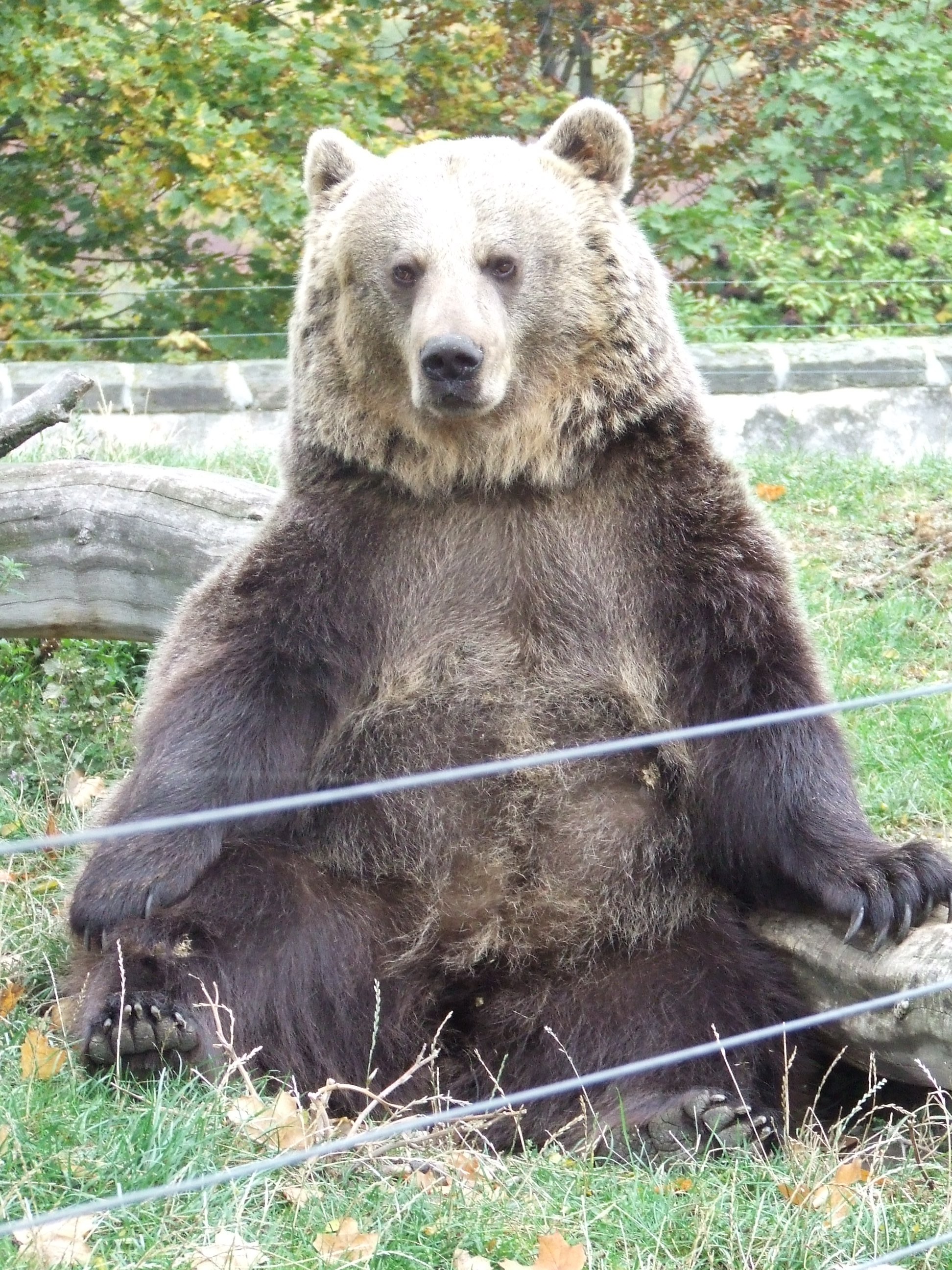 Medvěd Hnědý žije i u nás v ČR, POLSKU a Germany